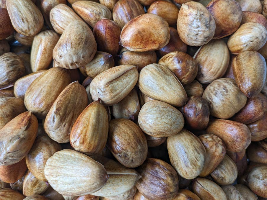 Bunya Nuts close up