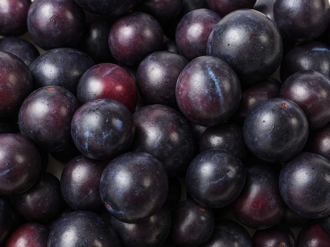 Davidson's Plum fruit washed and cleaned