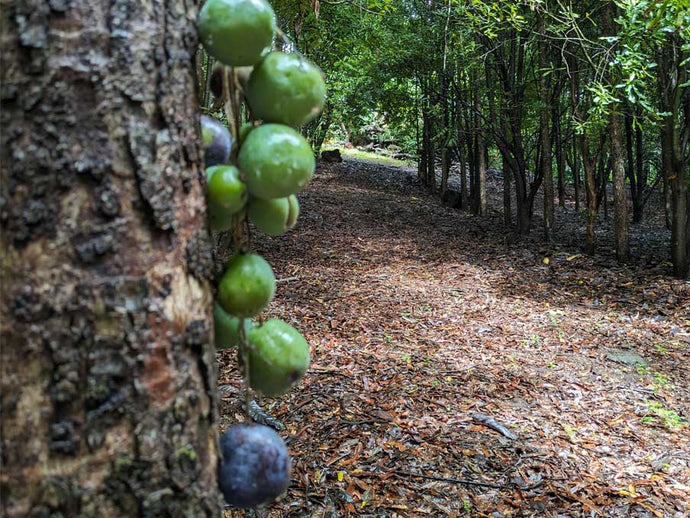 How to make Davidson Plum Jam