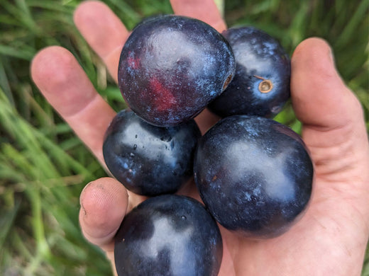 Davidson Plum fruit in a pickers hand