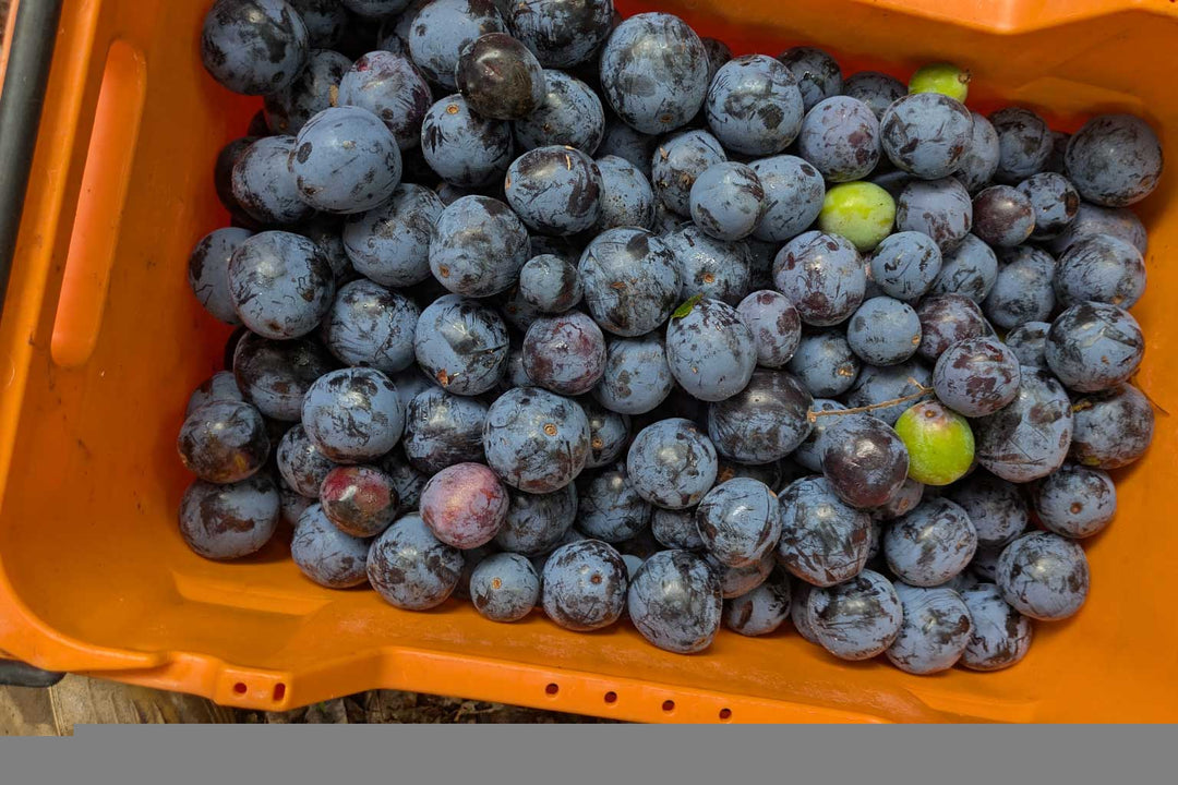 Wholesale Certified Organic Davidson Plums
