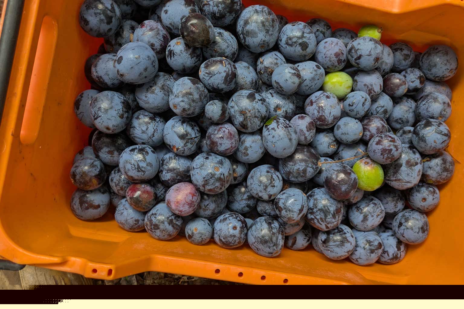 Wholesale Certified Organic Davidson Plums