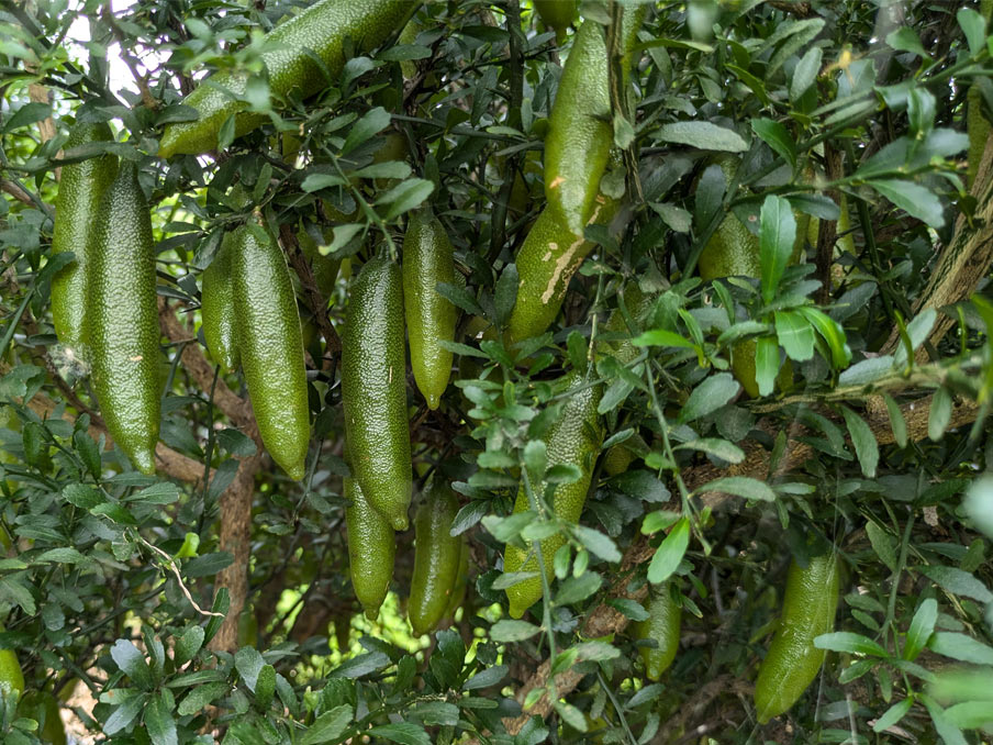 Limdo Tree How to Grow Finger Lime Trees in Pots β Naturally Native