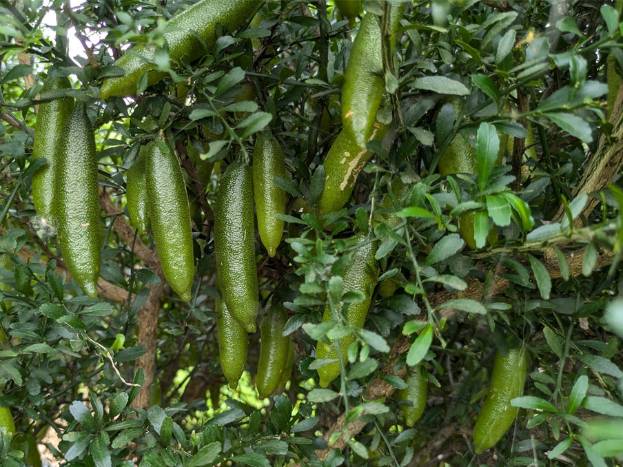 Finger Lime Fruit on a tree