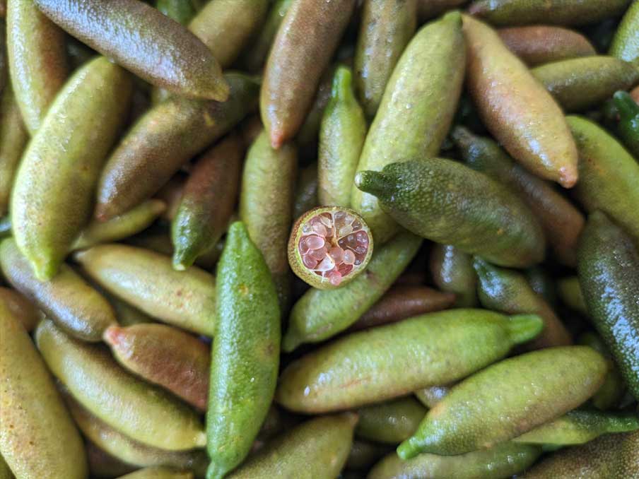 Where to buy fresh finger limes Where to buy fresh finger limes