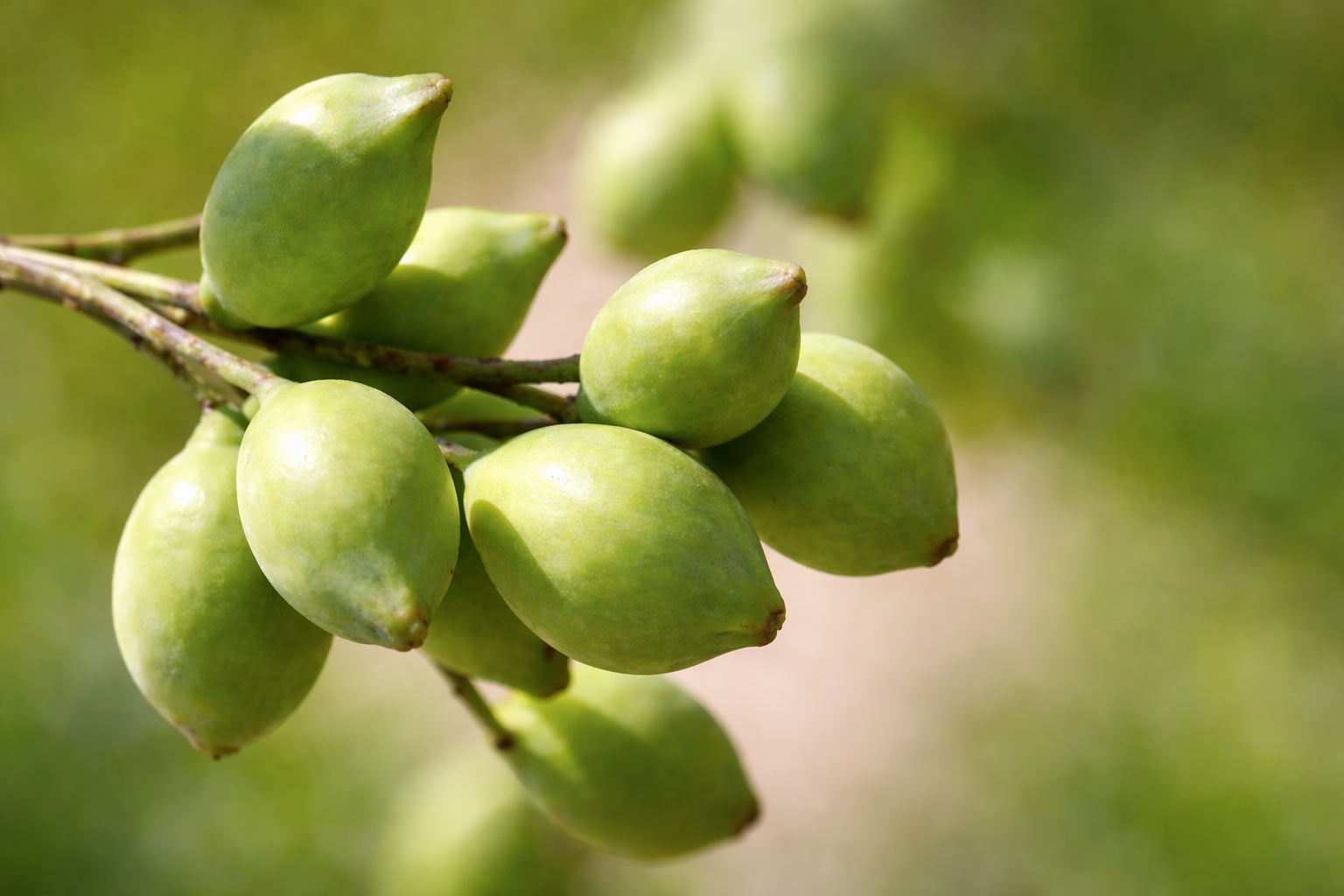 Kakadu Plum on branch – highest natural source of vitamin C