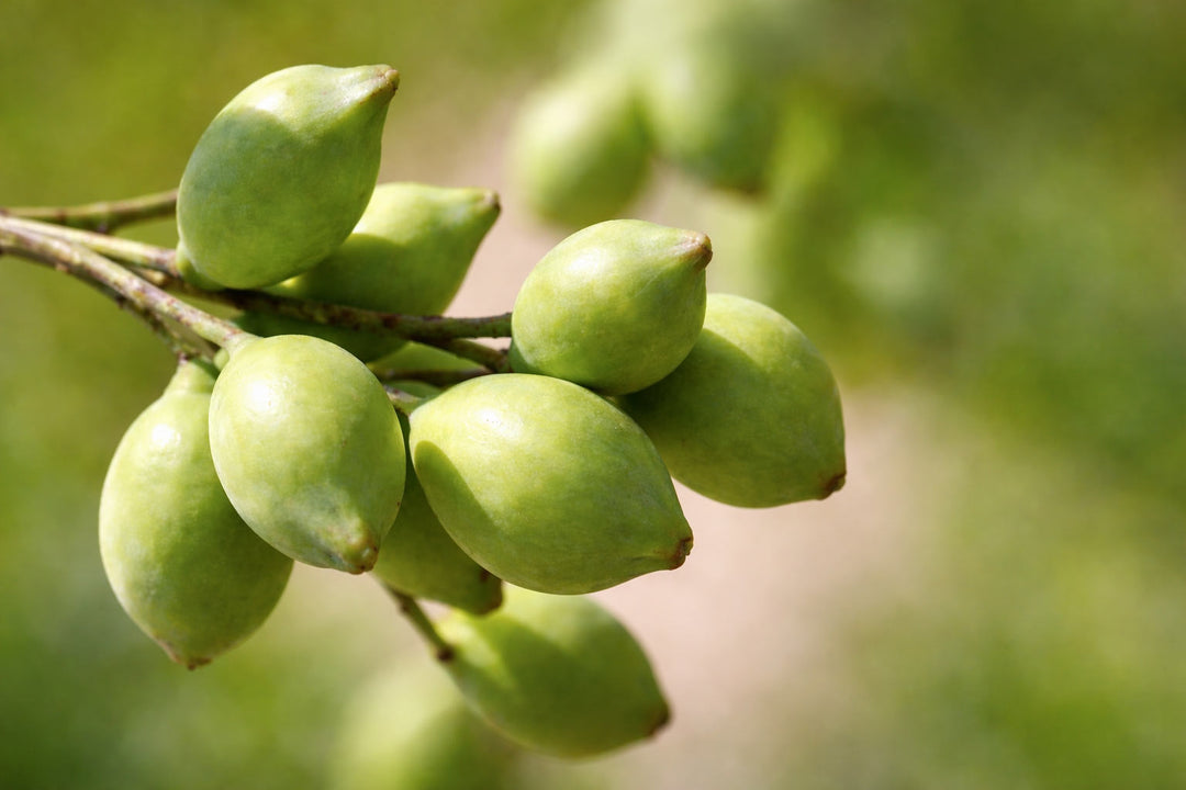 Kakadu Plum on branch – highest natural source of vitamin C