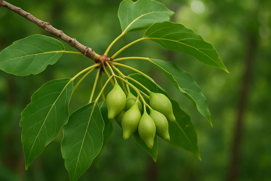 Australian Native Foods List