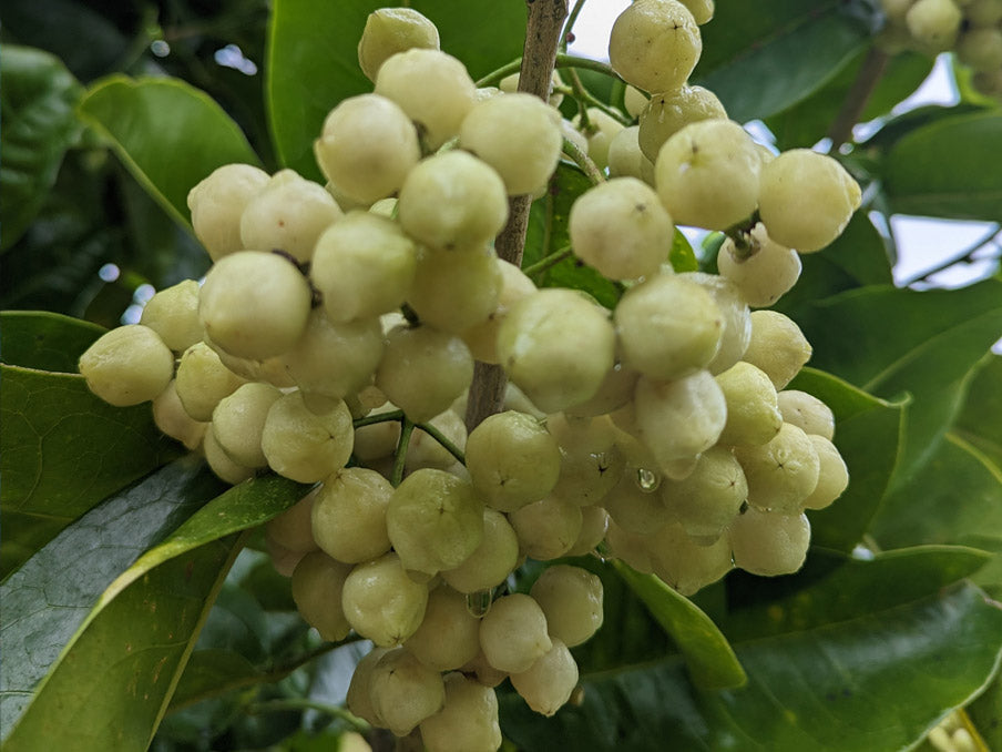 Lemon Aspen Fruit