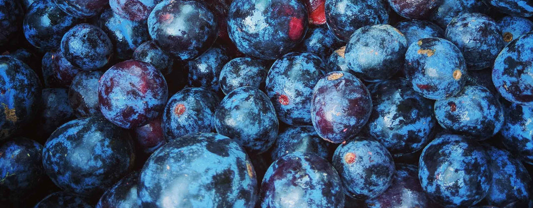 Davidson Plums in a bucket