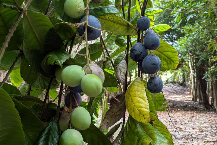 Riberry (Lilly Pilly) Jam Recipe | Native Australian Jam – Naturally Native