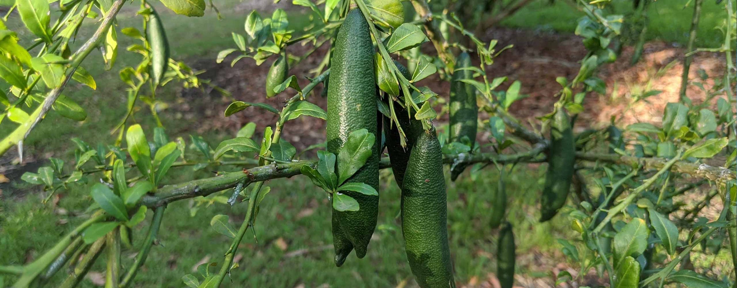 Finger Limes on a tree