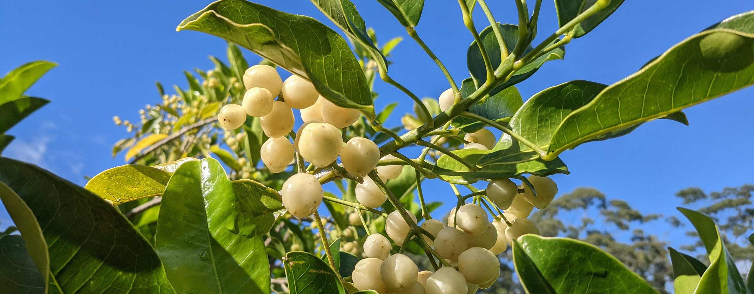 Lemon Aspen Tree & Fruit