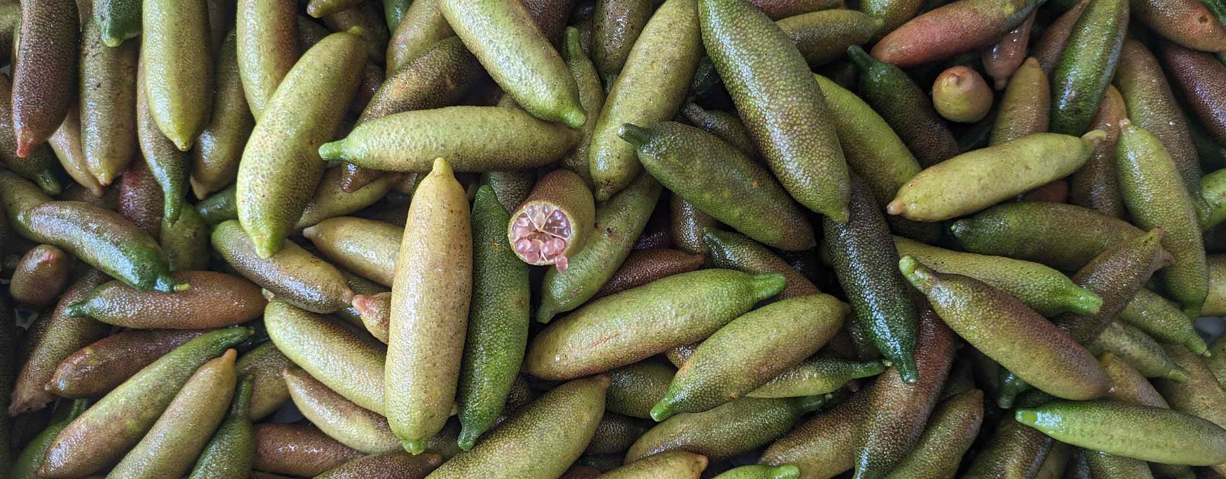 Finger Lime Fruit on a tray after harvest