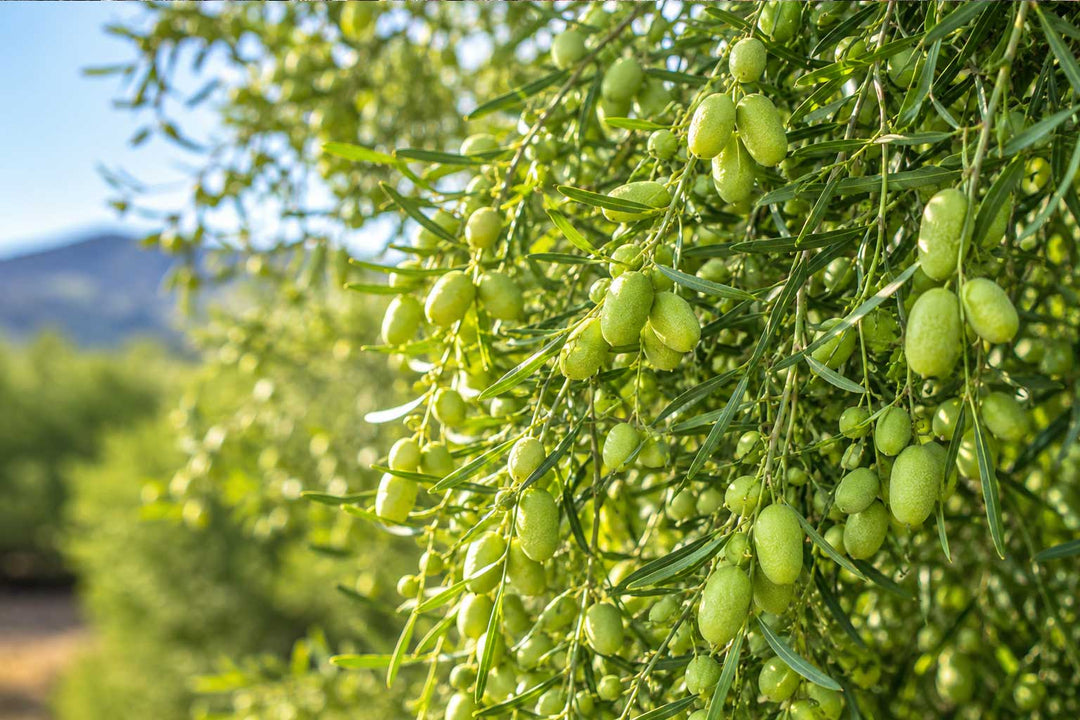 Desert Lime