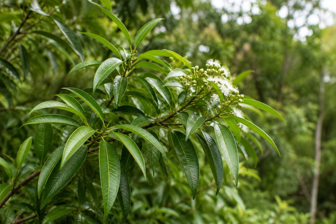 Lemon Myrtle Tree