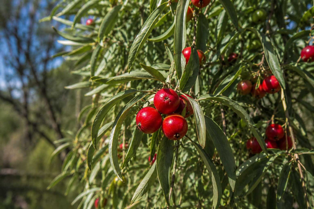 Quandong