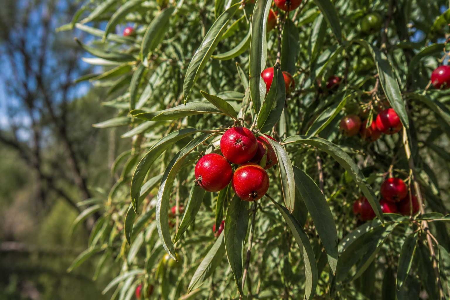 Quandong