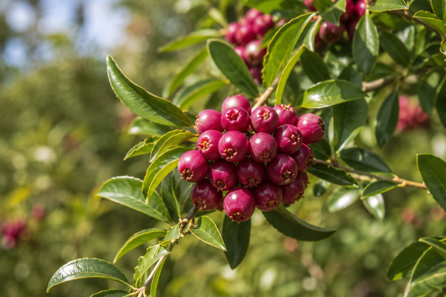 Riberry