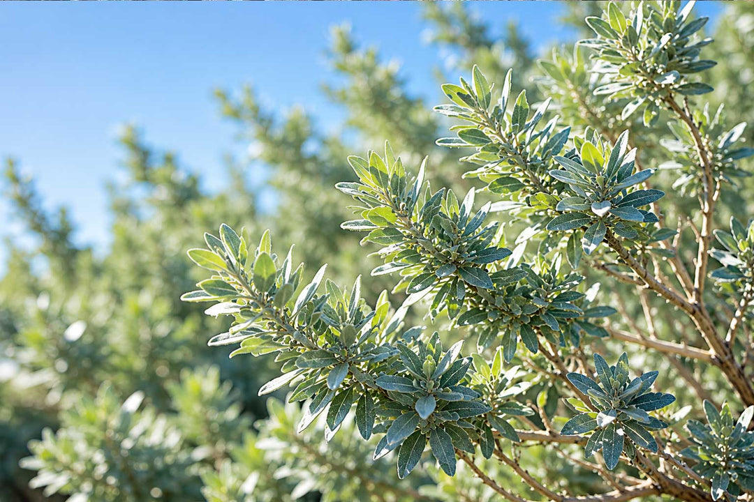 Saltbush