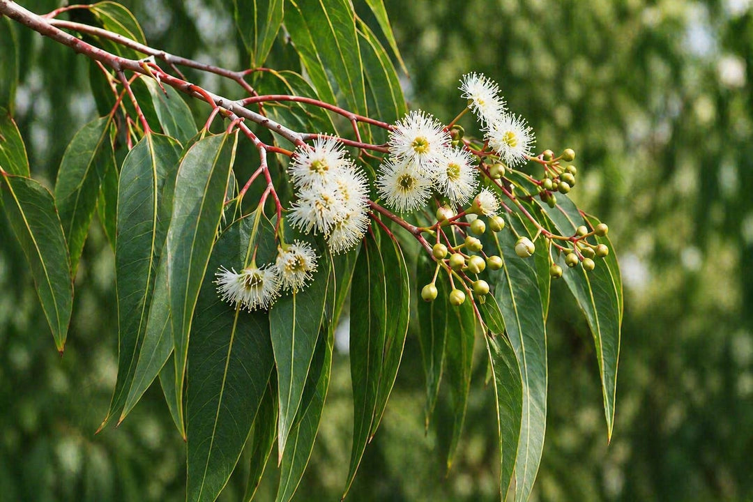 Strawberry Gum Leaves