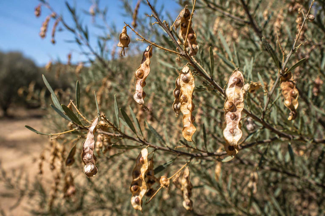 Wattleseed