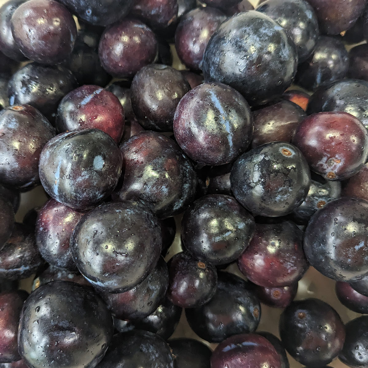 Native plum fruit nutritional Native plum fruit nutritional