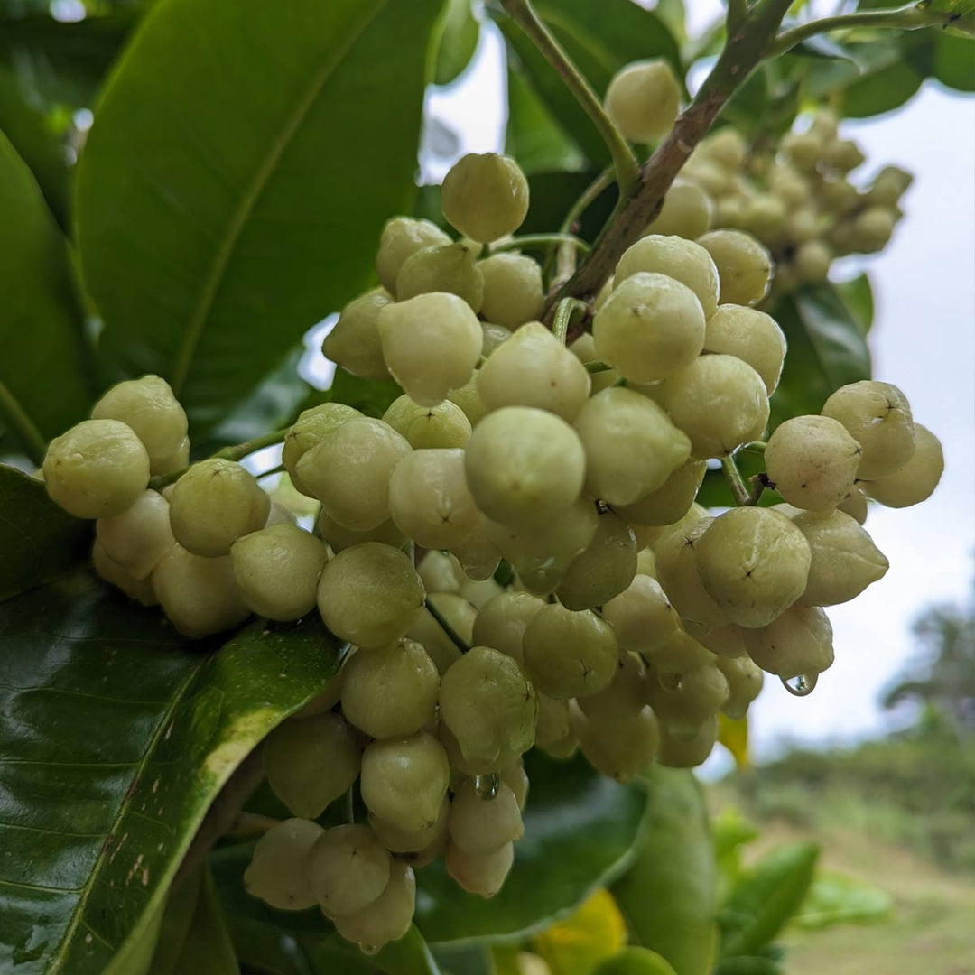 Lemon Aspen fruit on a tree after rain with water droplets