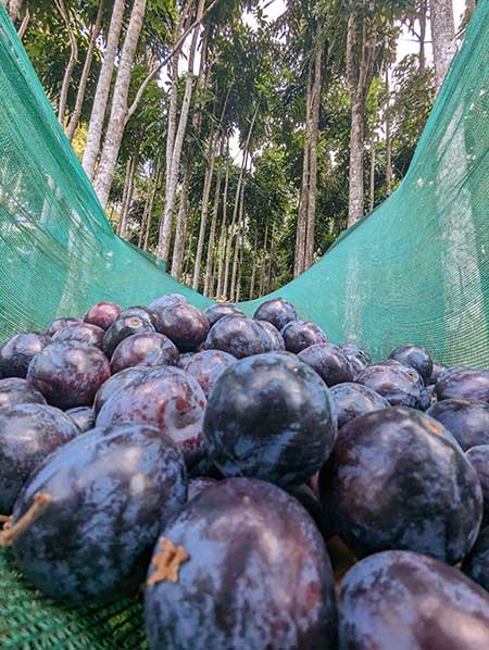 Davidson Plum Fruit