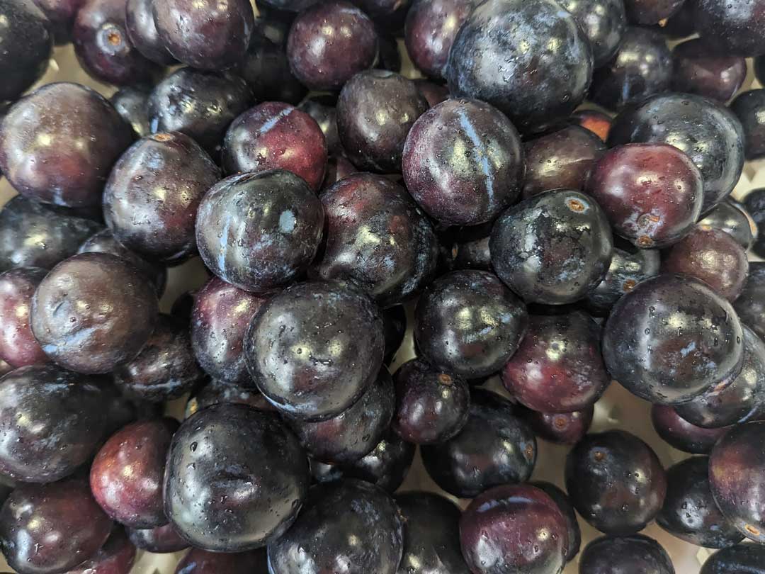 Wholesale: Davidson Plums (Ooray)