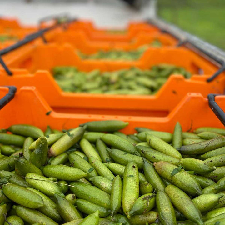 Fresh Finger Limes