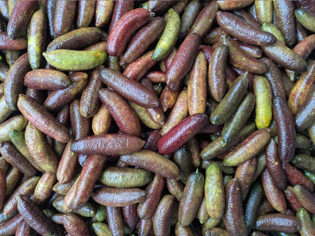 5kg x Freeze Dried Finger Lime Powder (Wholesale)