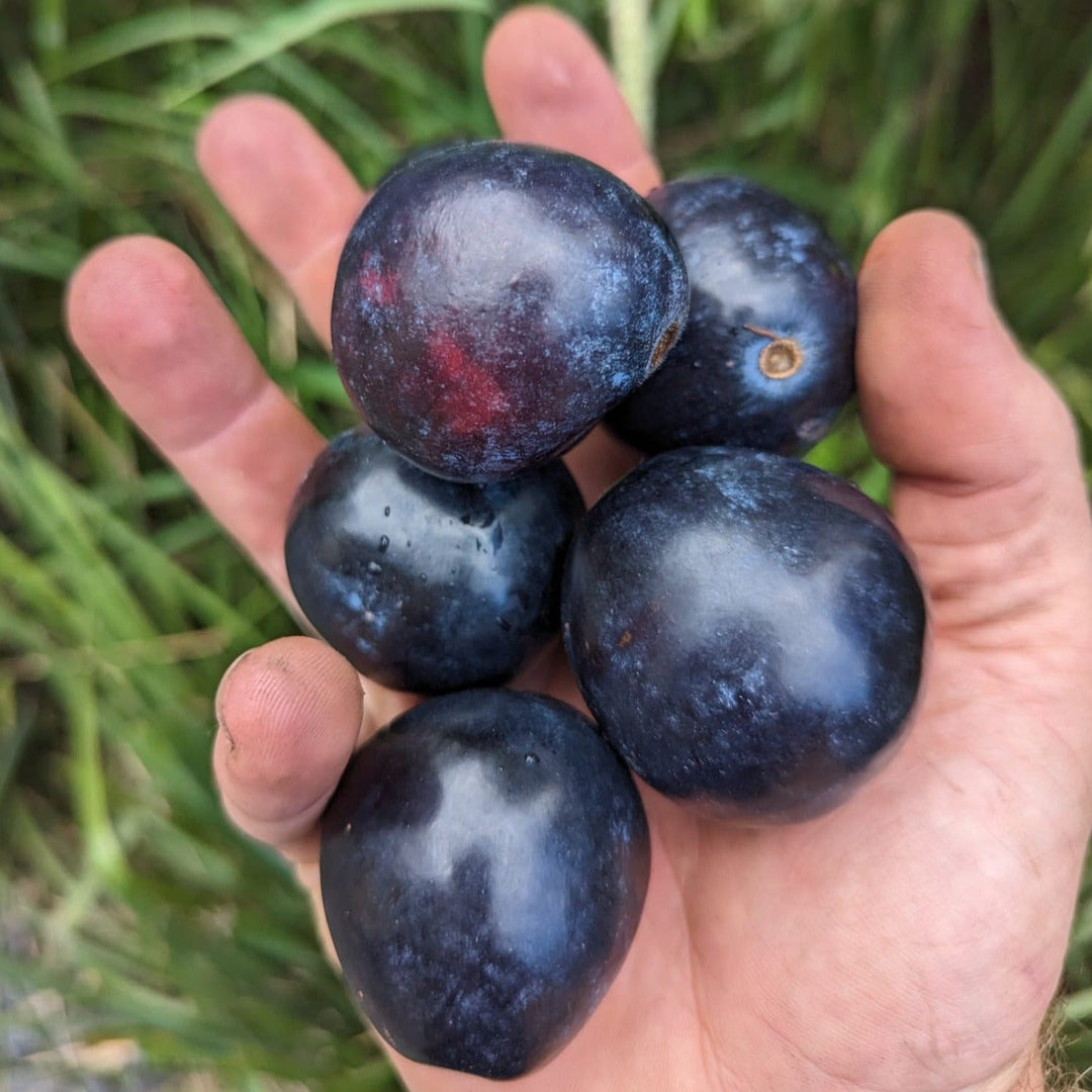 Davidson Plums by Naturally Native