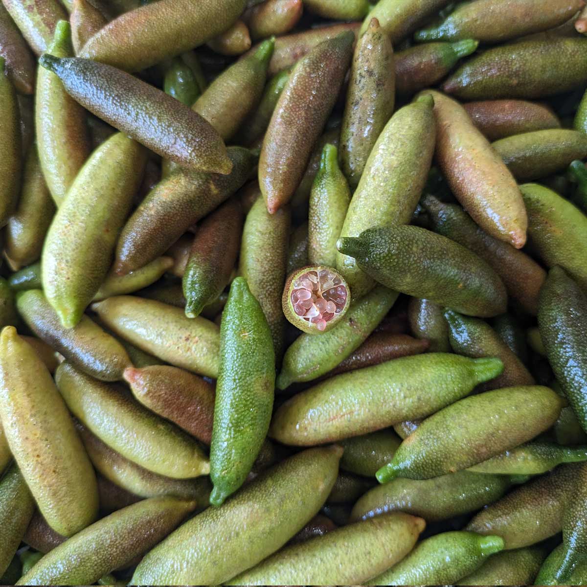 Finger Line Rice Frozen Finger Limes – Naturally Native