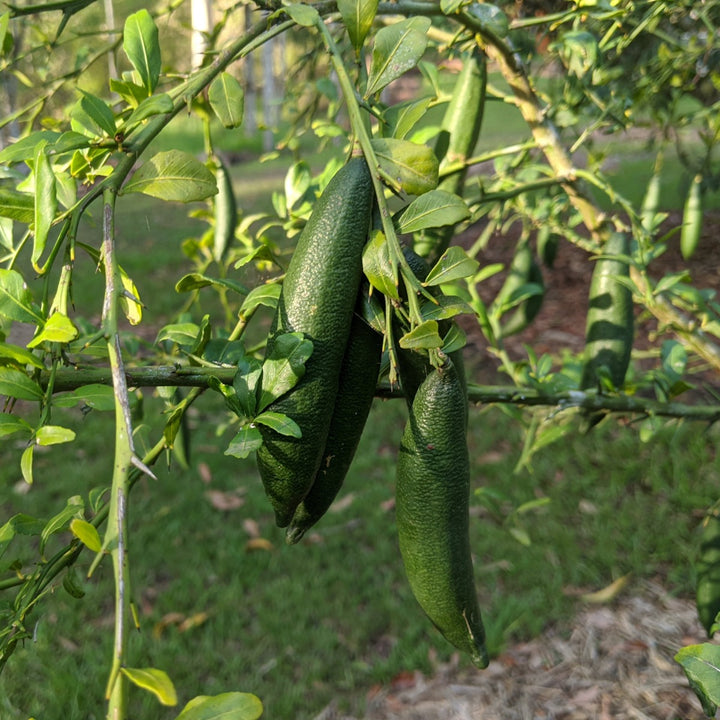 Finger Lime by Naturally Native