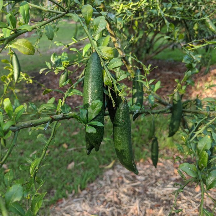 Gren Finger Lime by Naturally Native