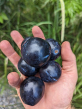 Load image into Gallery viewer, Frozen Davidson Plum Fruit (15kg)
