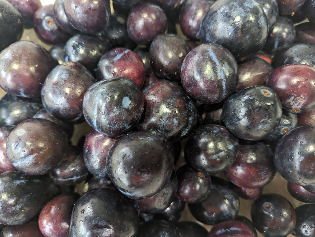 Frozen Davidson Plum Fruit (15kg)