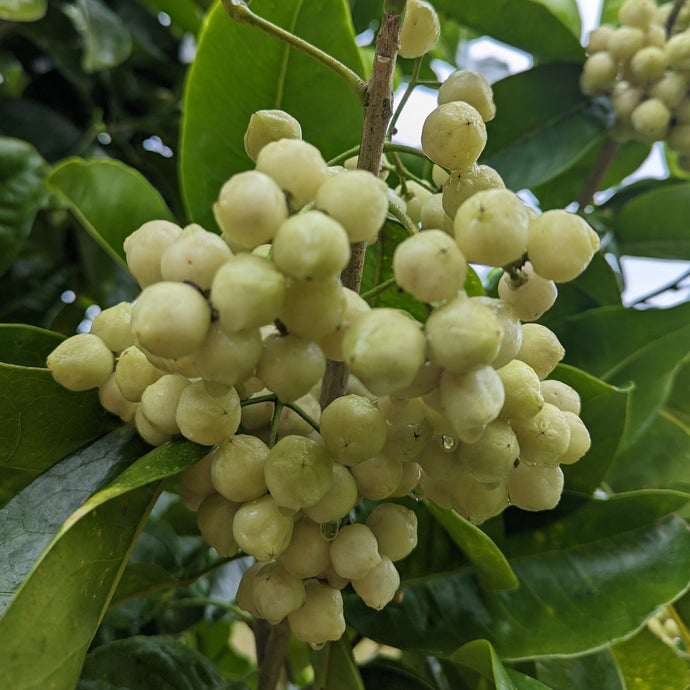 Lemon Aspen fruit - Naturally Native